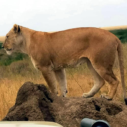 6 days Northern Tanzania Safari